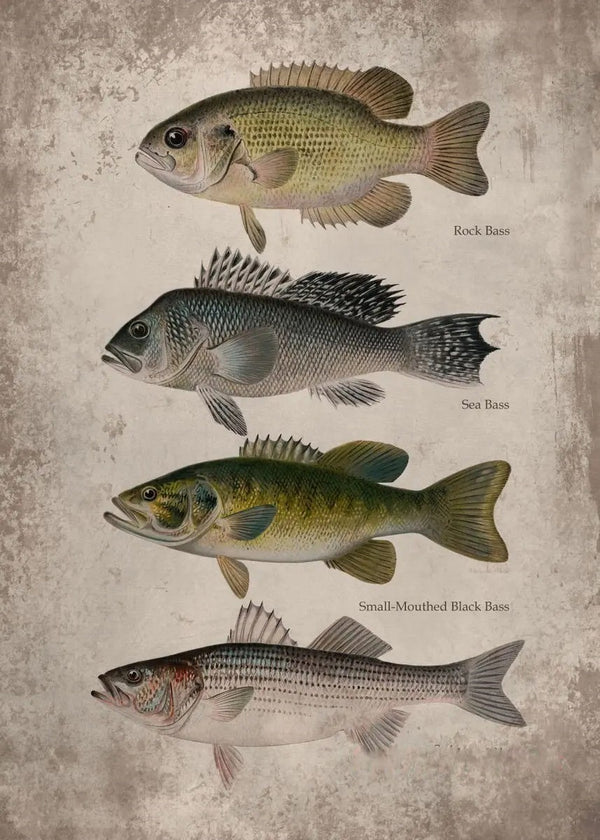 Poster Variétés de Bass